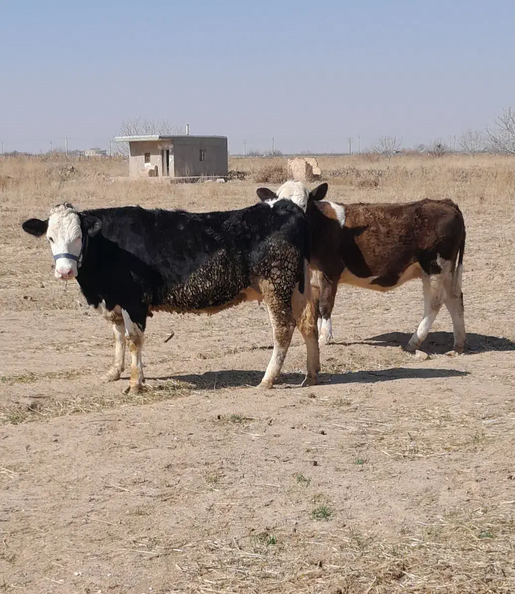 تلیسه|حیوانات مزرعه|اسفرورین, |دیوار