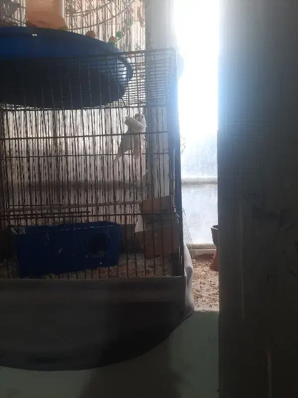 قناری سفید|پرنده|تربت‌حیدریه, جانبازان|دیوار