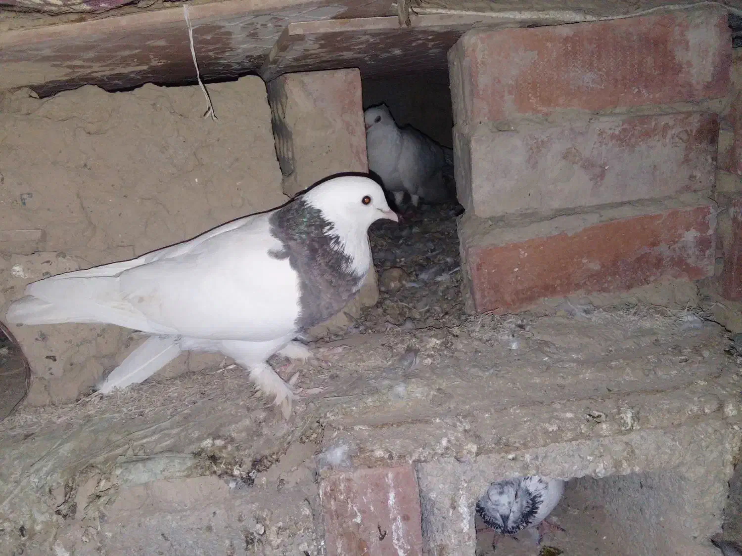 طوقی|پرنده|جیرفت, |دیوار