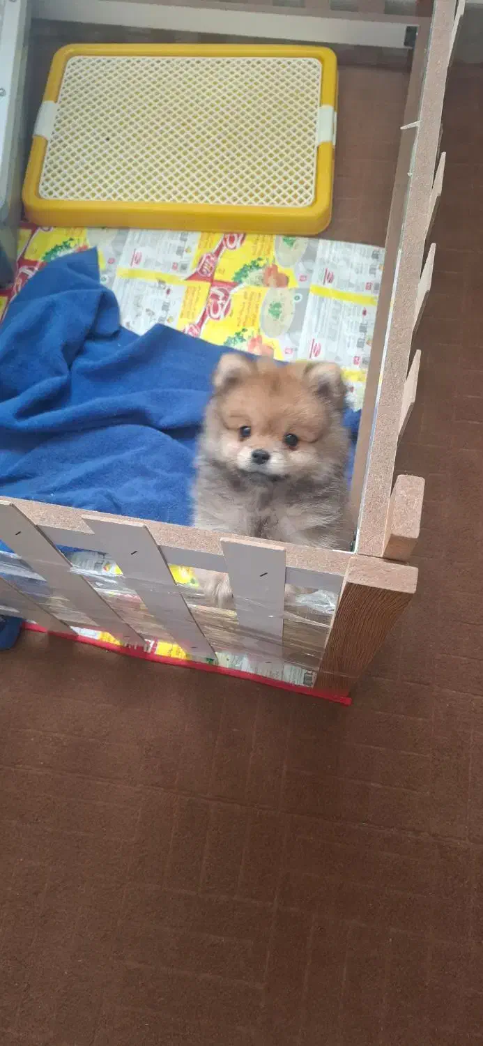 پامر|سگ|ملارد, |دیوار