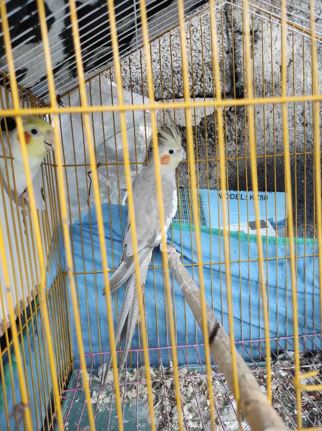 عروس هلندی|پرنده|رحیمآباد, |دیوار