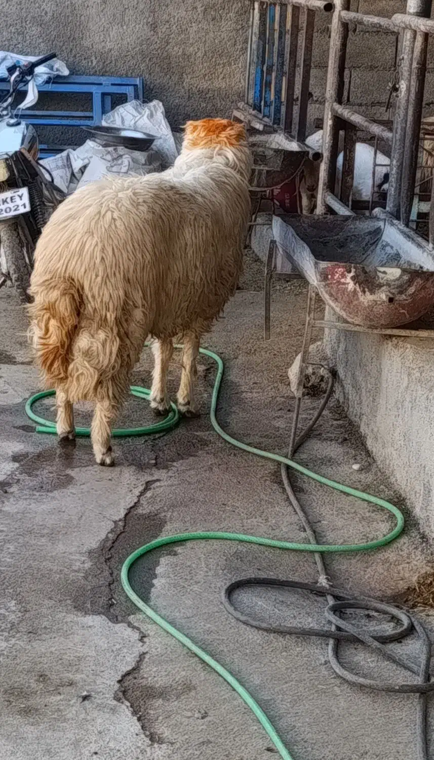 قوچ جوان|حیوانات مزرعه|ایلام, |دیوار