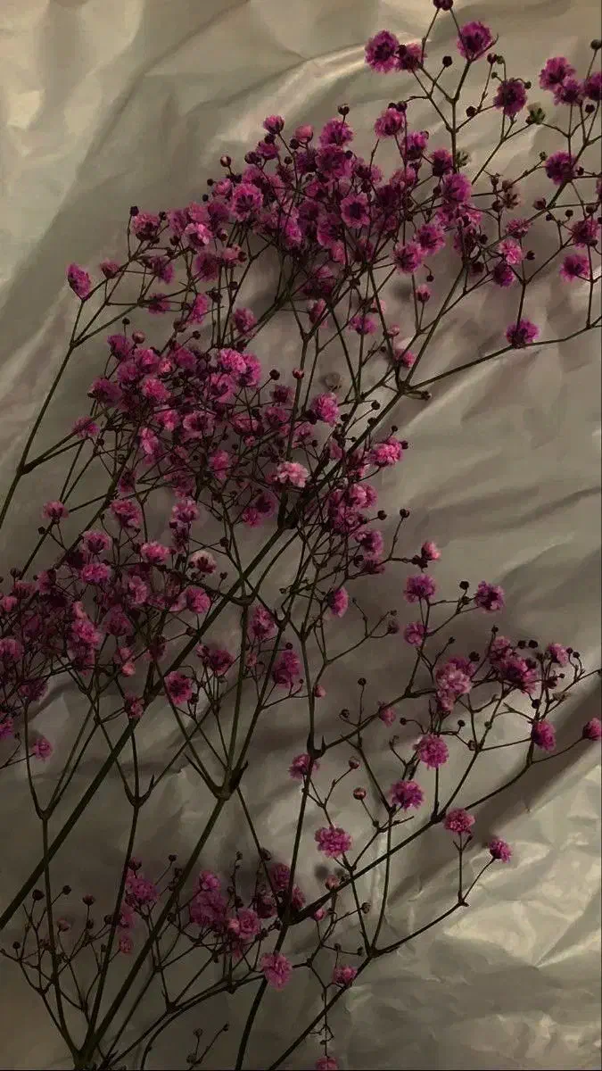 فیش حج|تور و چارتر|بندرعباس, |دیوار