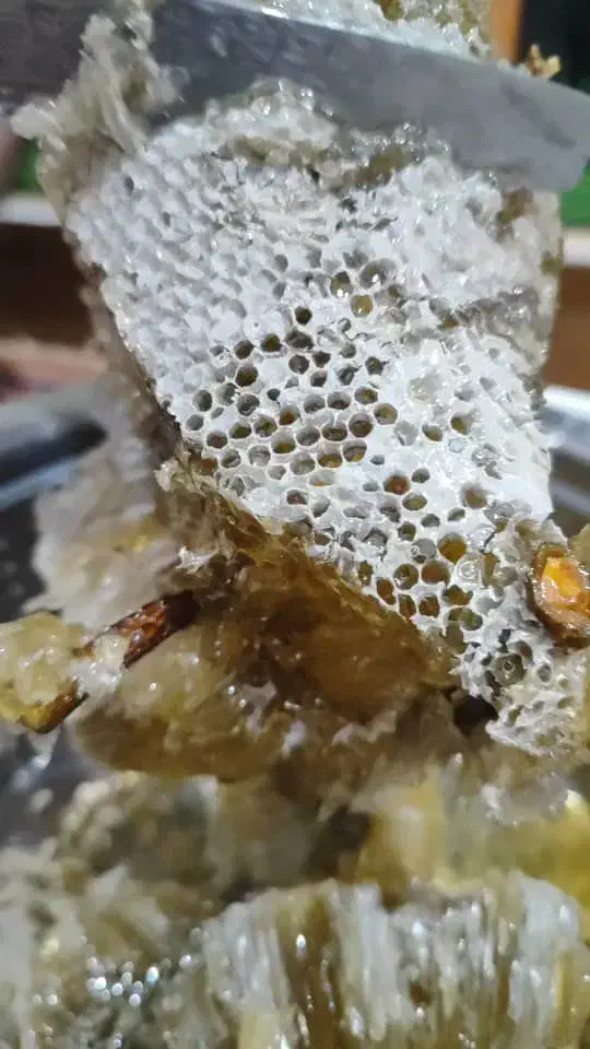 عسل صددرصد طبیعی|عمدهفروشی|سیراف, |دیوار