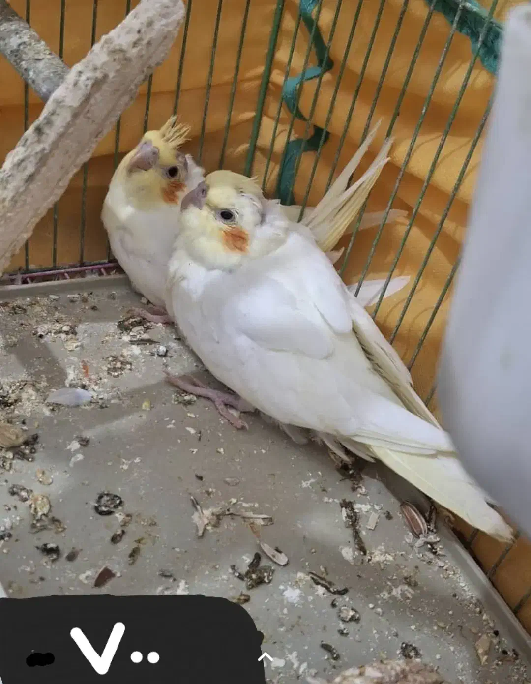 جوجه عروس هلندی|پرنده|شادگان, |دیوار