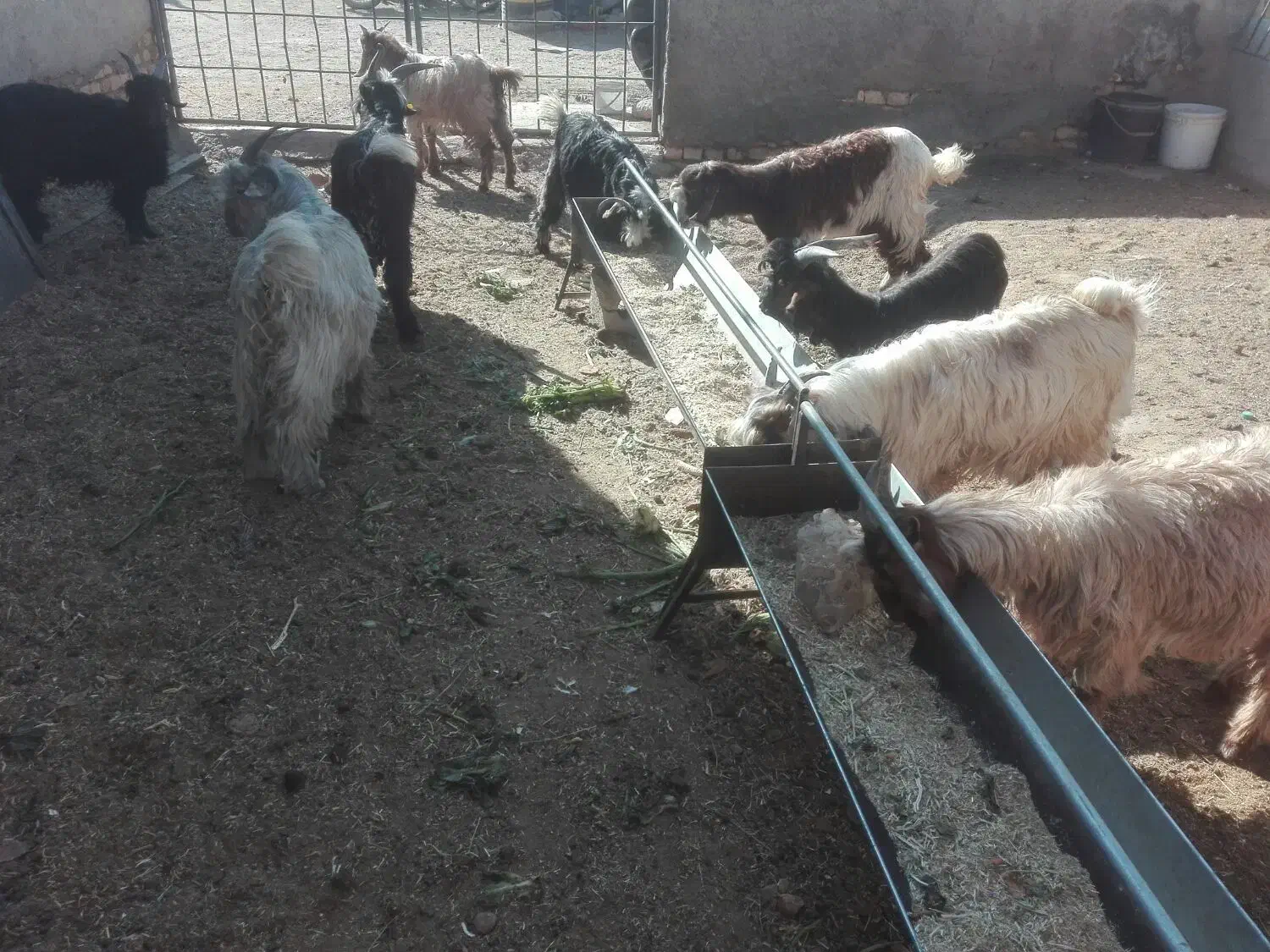 8راس بزغاله بومینه|حیوانات مزرعه|نجفآباد, شریعتی غربی|دیوار