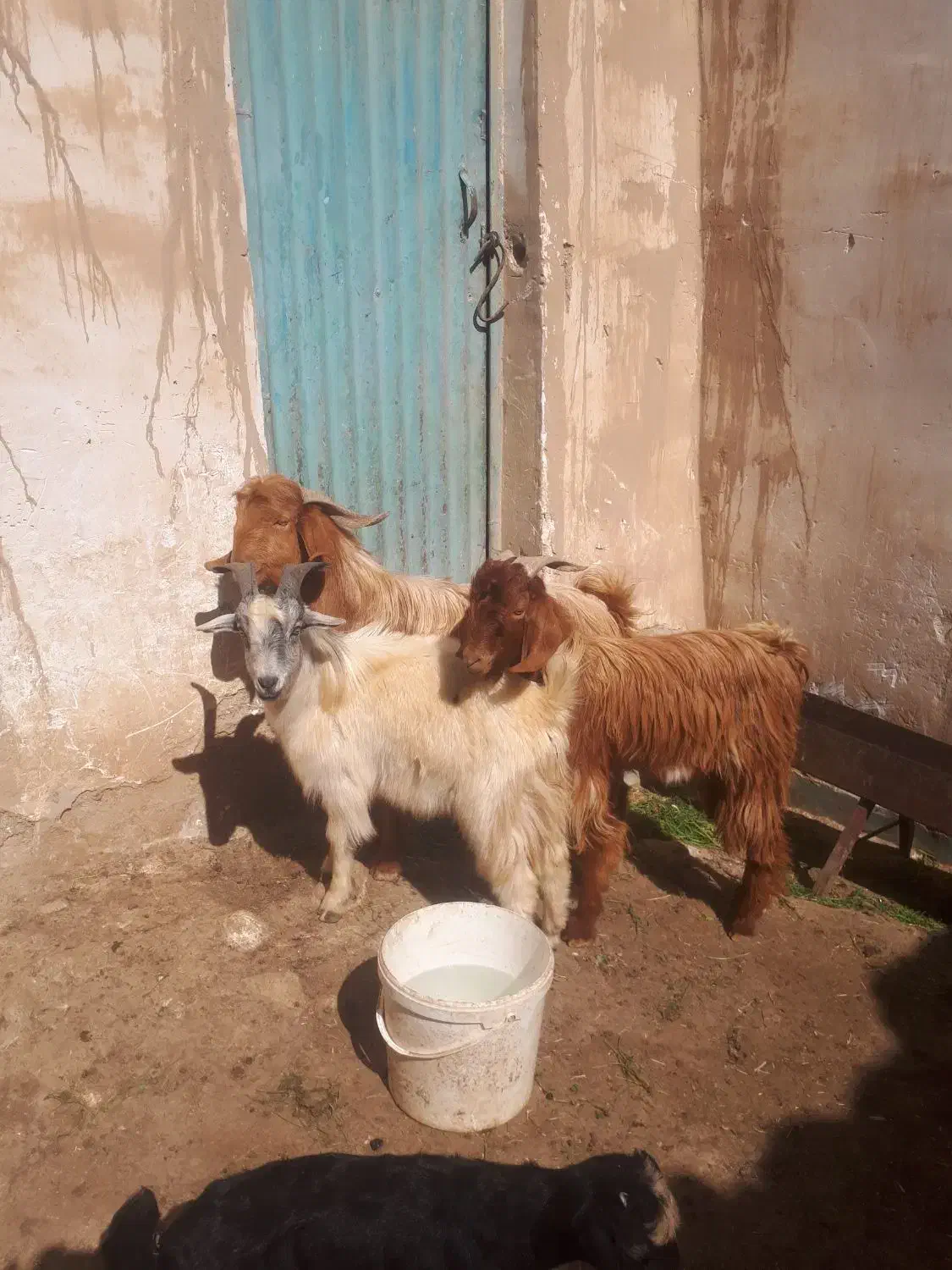 میش بره بز|حیوانات مزرعه|مسجد سلیمان, |دیوار