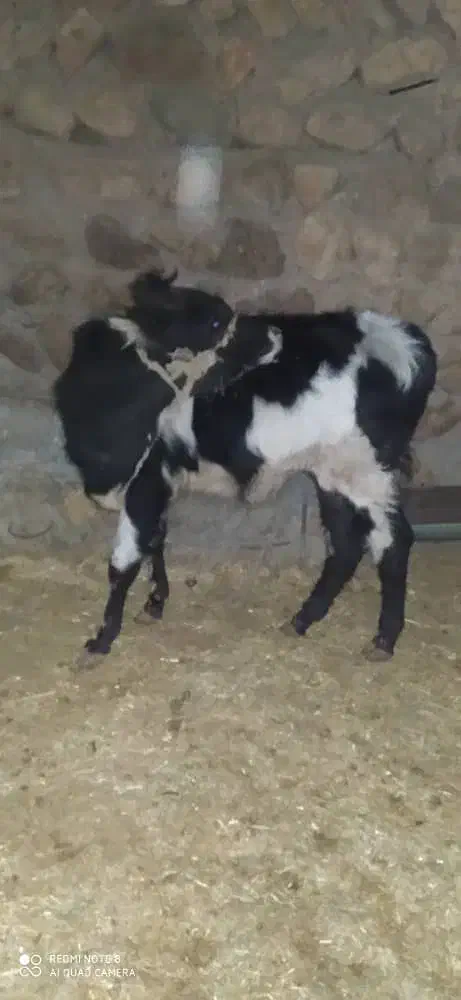 گوساله|حیوانات مزرعه|خرم‌آباد, |دیوار