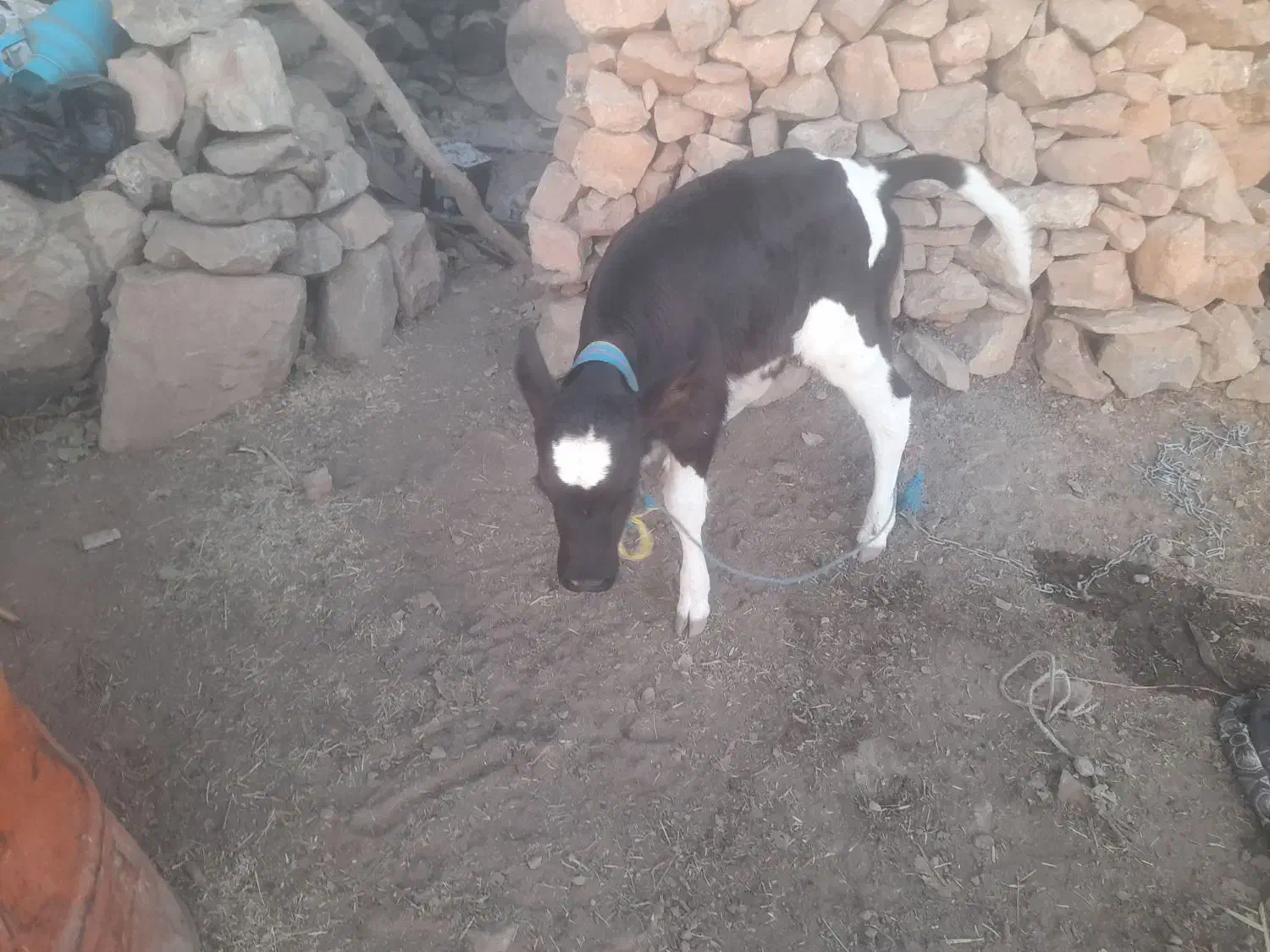 گاو و گوساله|حیوانات مزرعه|پلدختر, |دیوار