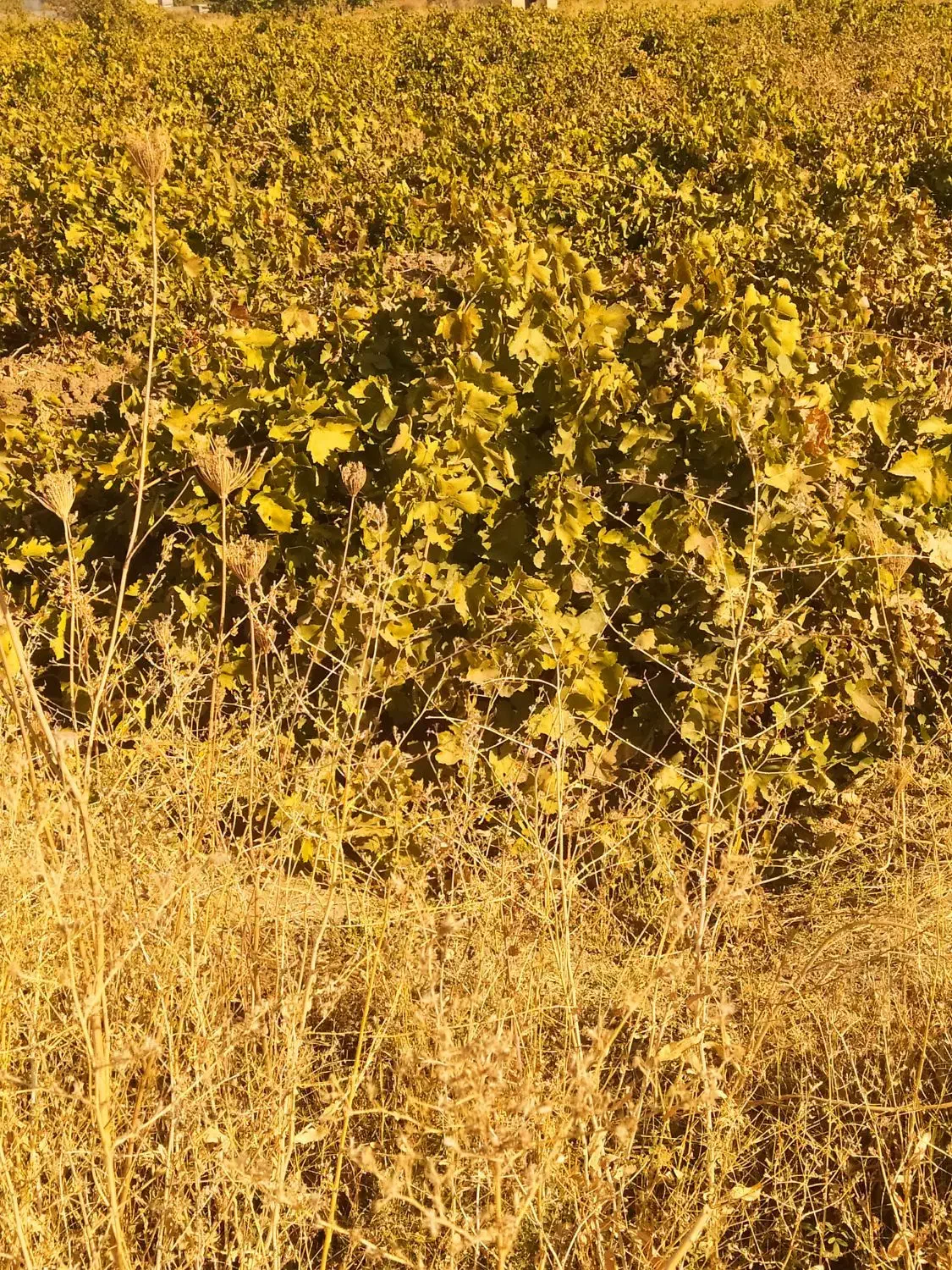 باغ انگور ای درمیوا|فروش دفتر صنعتی، کشاورزی، تجاری|ملایر, |دیوار