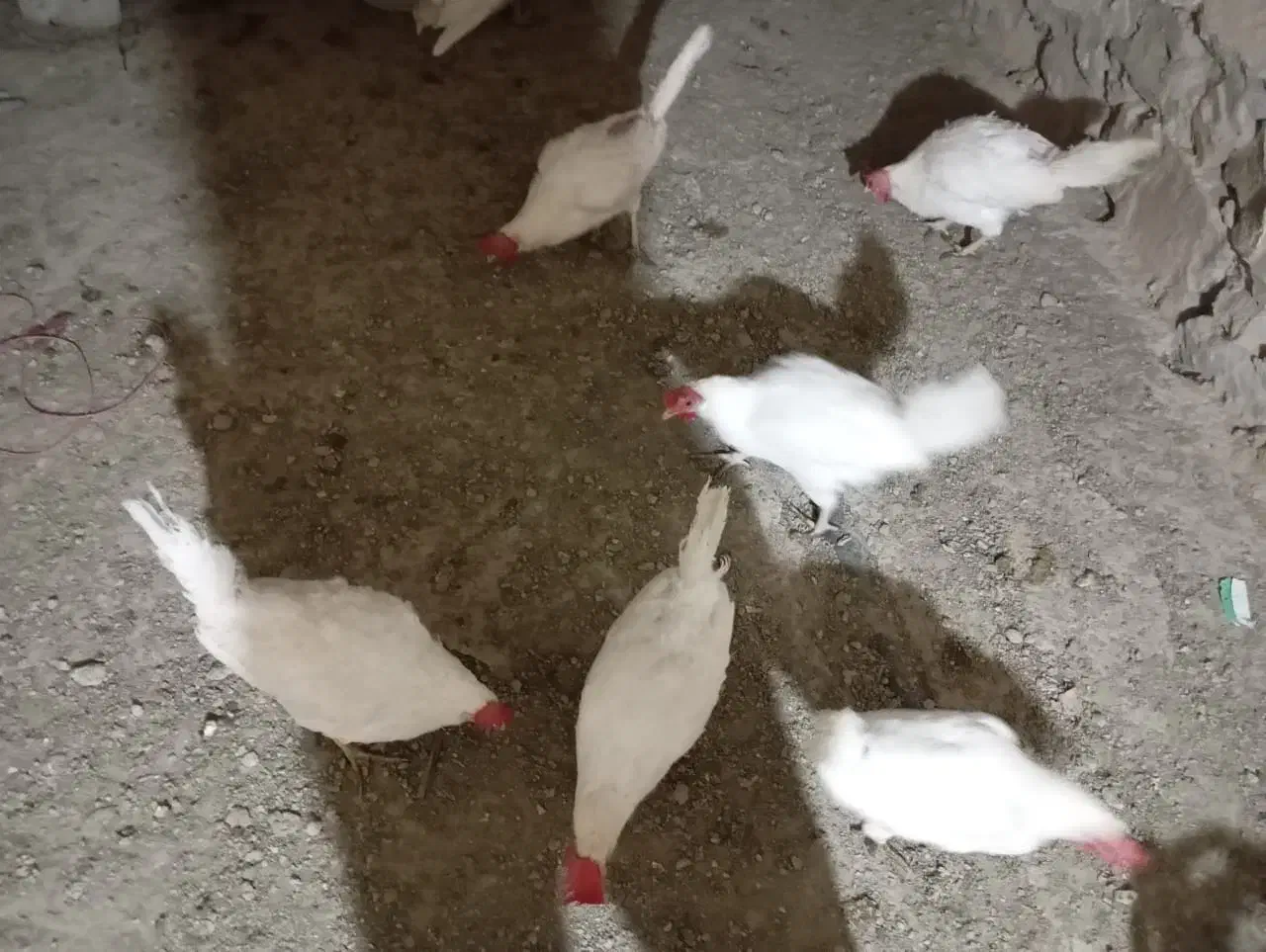 ۱۰عدد مرغ تخم گزار همه جوان نه ماهه|حیوانات مزرعه|مریوان, |دیوار