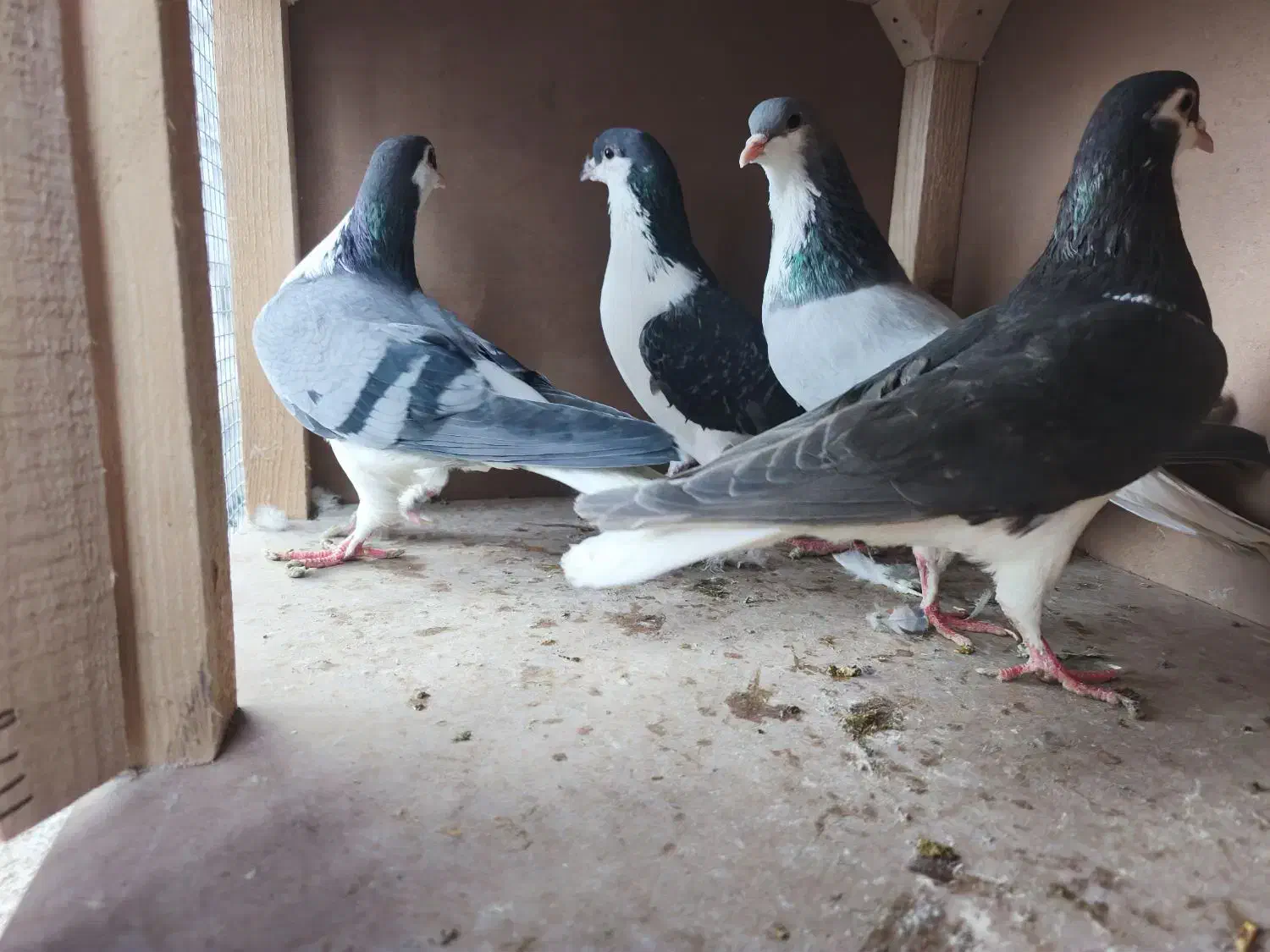 کبوتر شیخی|پرنده|تبریز, |دیوار