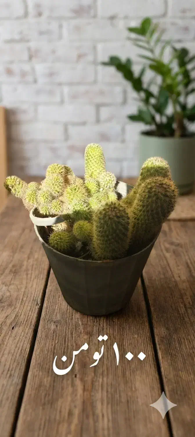 کاکتوس|گل و گیاه طبیعی|یزد, |دیوار