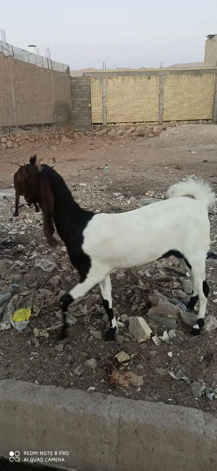 حیوانات مزرعه|حیوانات مزرعه|امیدیه, |دیوار