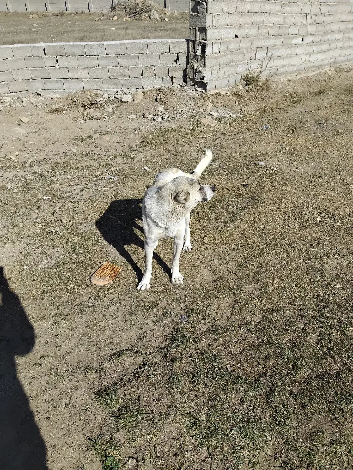 سگ ماده مناسب گله|سگ|سرعین, |دیوار