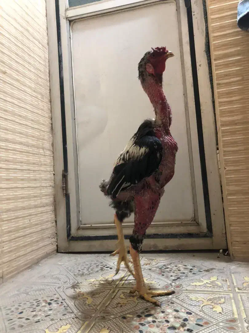 مرغ و خروس لاری ترک اصیل|حیوانات مزرعه|خاش, |دیوار