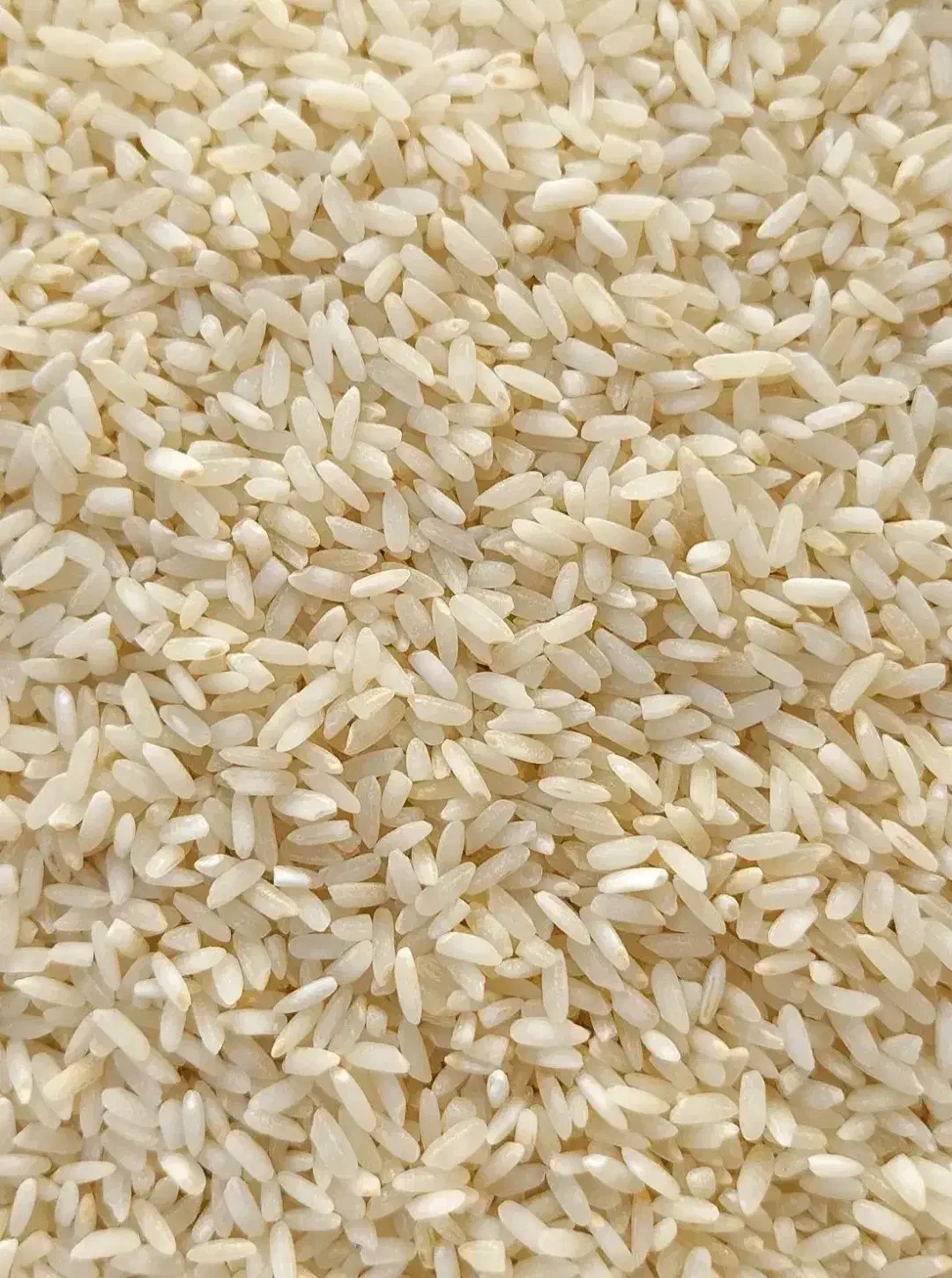 برنج لنجان|خوردنی و آشامیدنی|لنجان, |دیوار