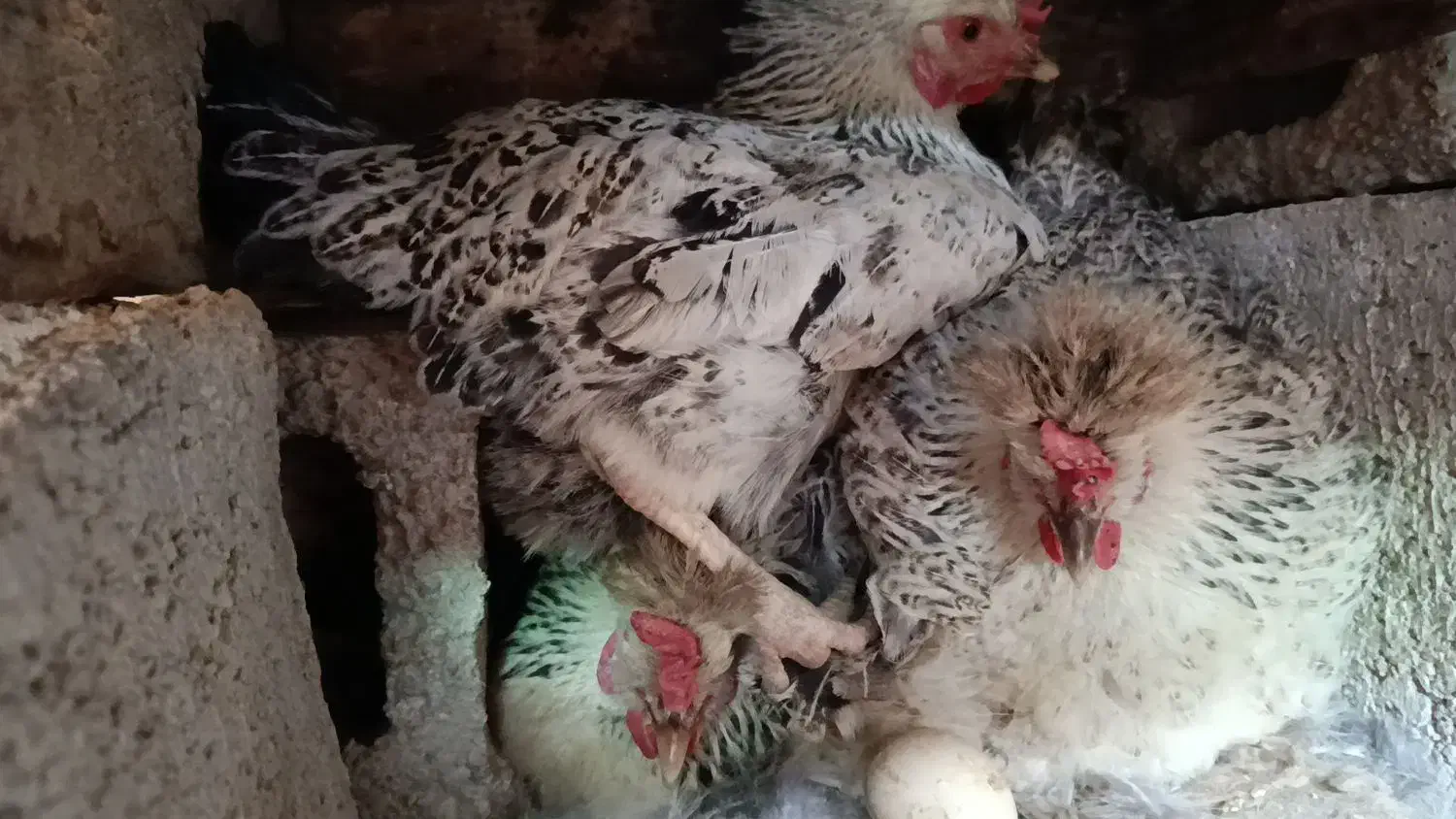 مرغ کرک|حیوانات مزرعه|بهبهان, |دیوار