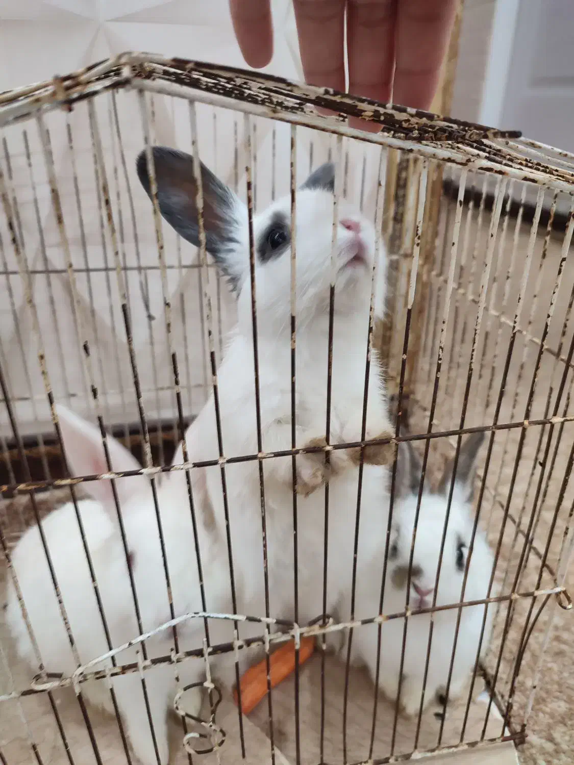 خرگوش|موش و خرگوش|بندر ماهشهر, |دیوار