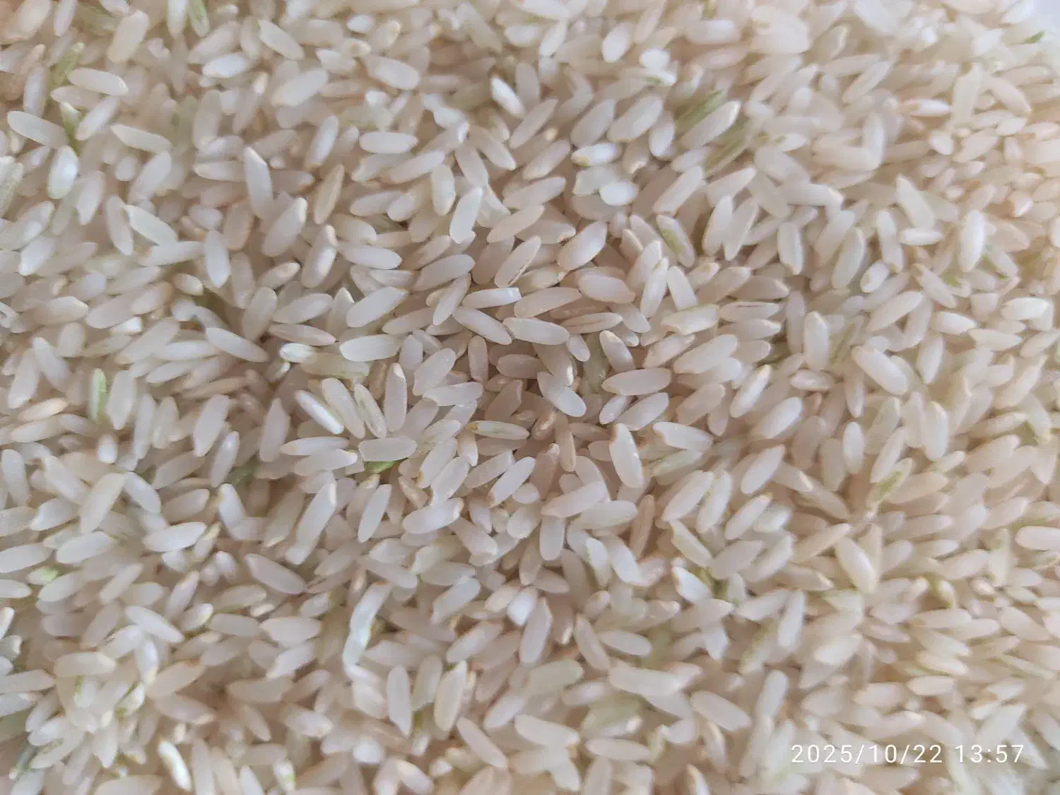 برنج|عمدهفروشی|مرودشت, مسکن مهرگان|دیوار