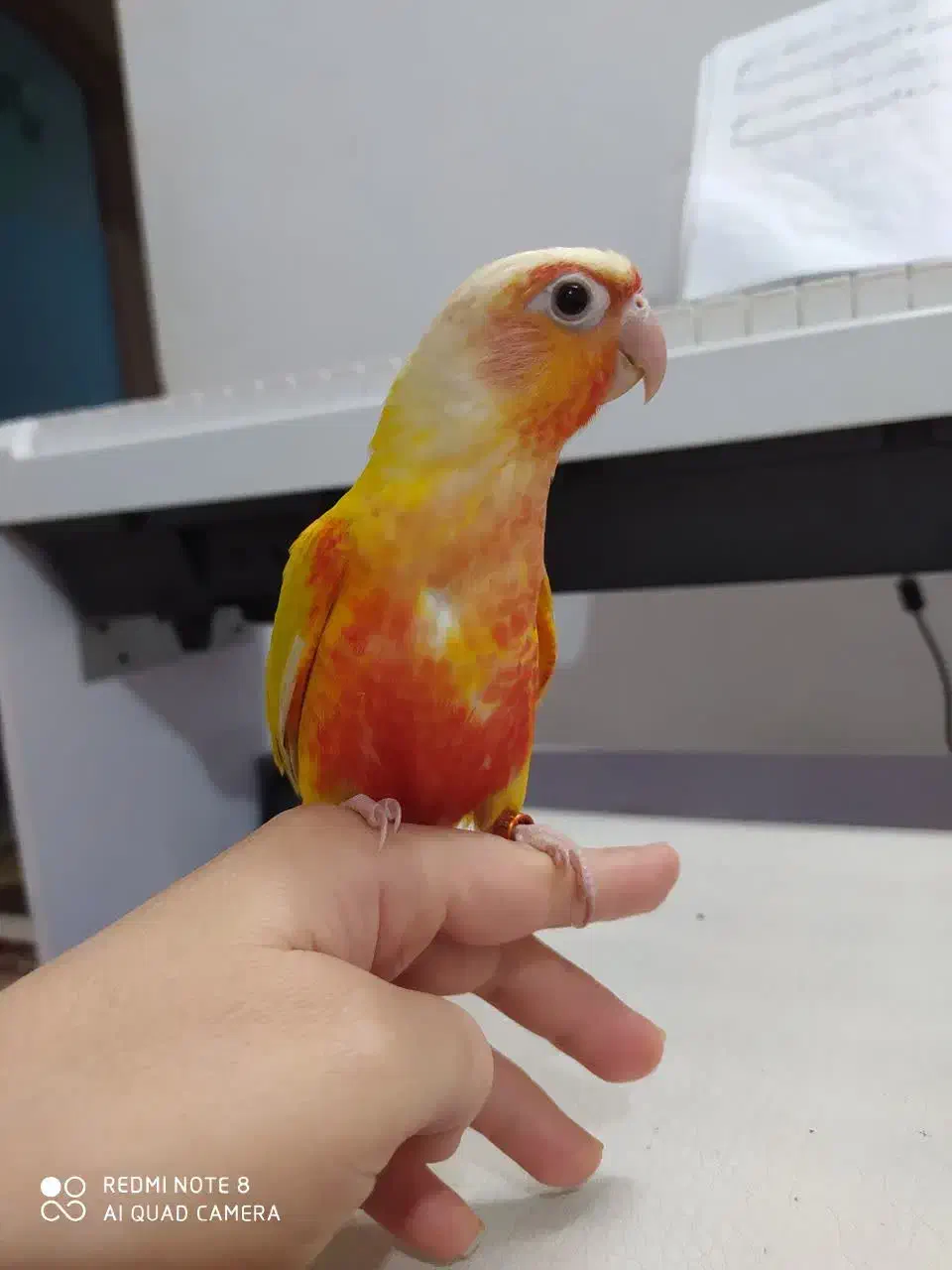 طوطی ردچیک|پرنده|مبارکه, |دیوار