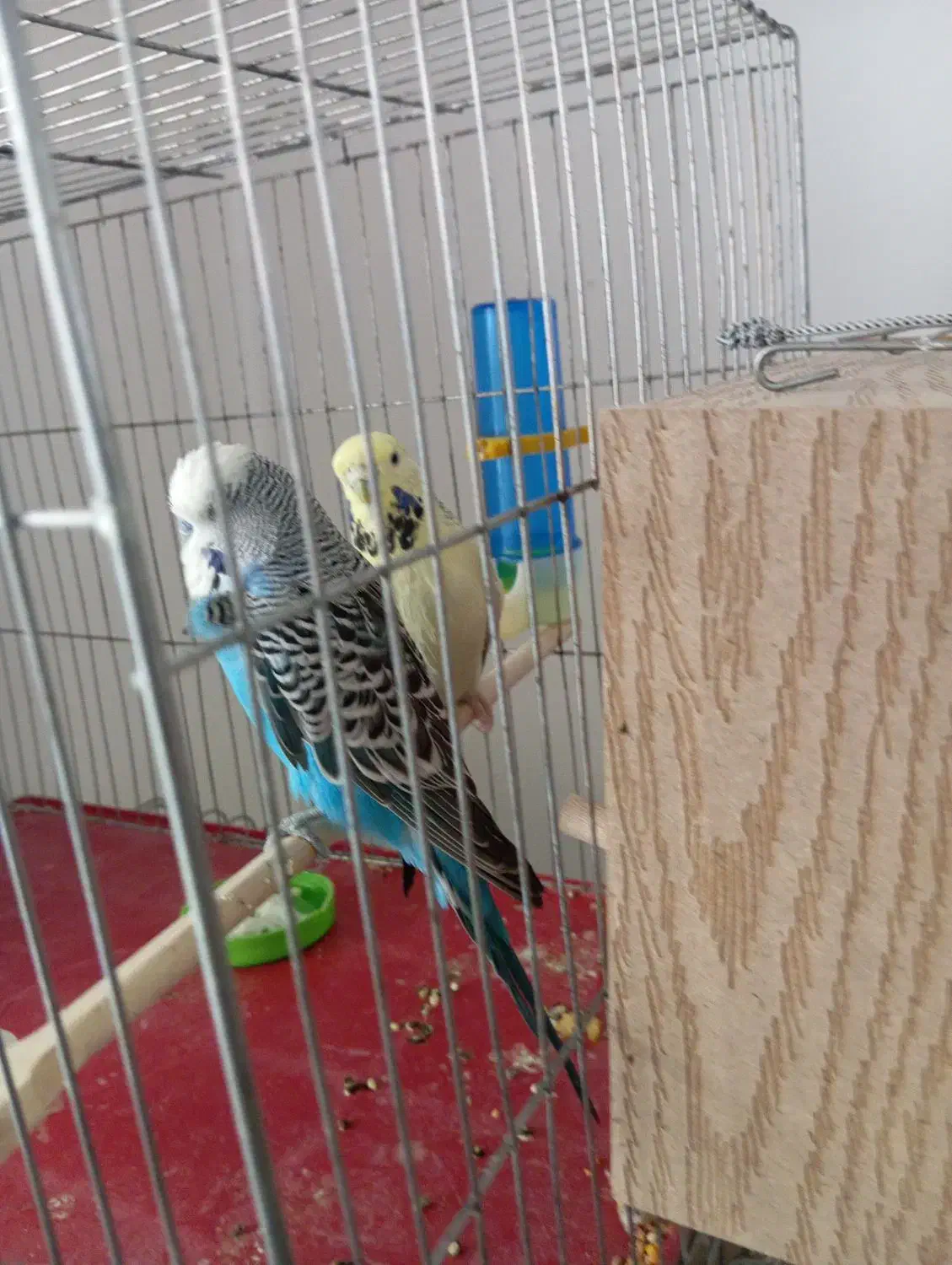 مرغ عشق انگلیسی درشت|پرنده|اقلید, |دیوار