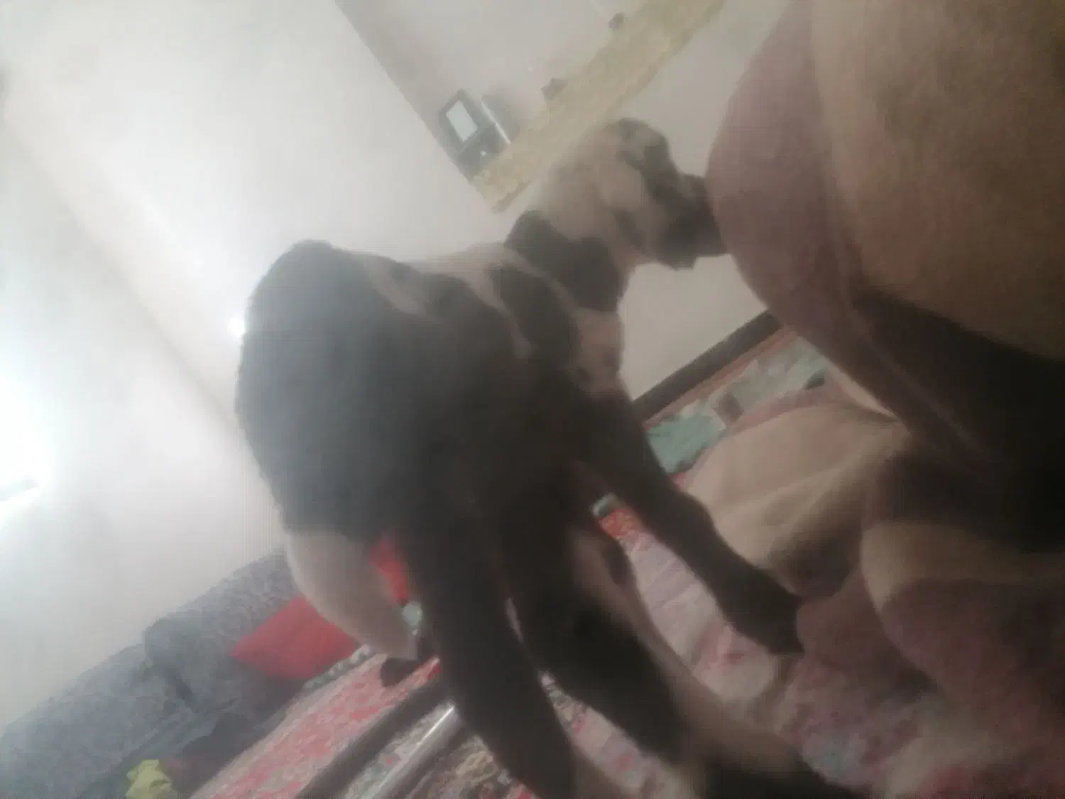 بره شیری درشت|حیوانات مزرعه|فریدونشهر, |دیوار