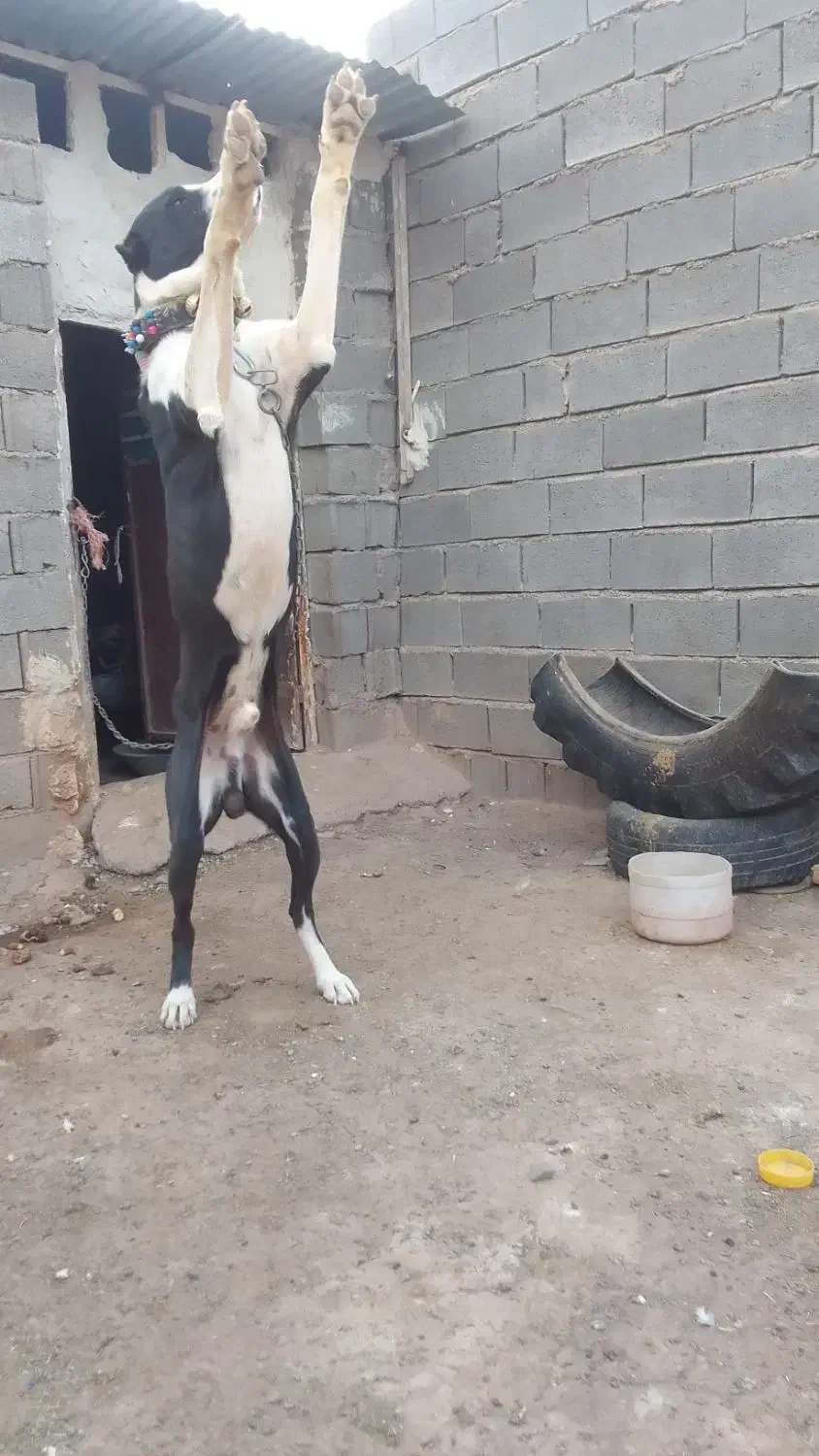 سگگله|سگ|تربت جام, معدآباد|دیوار