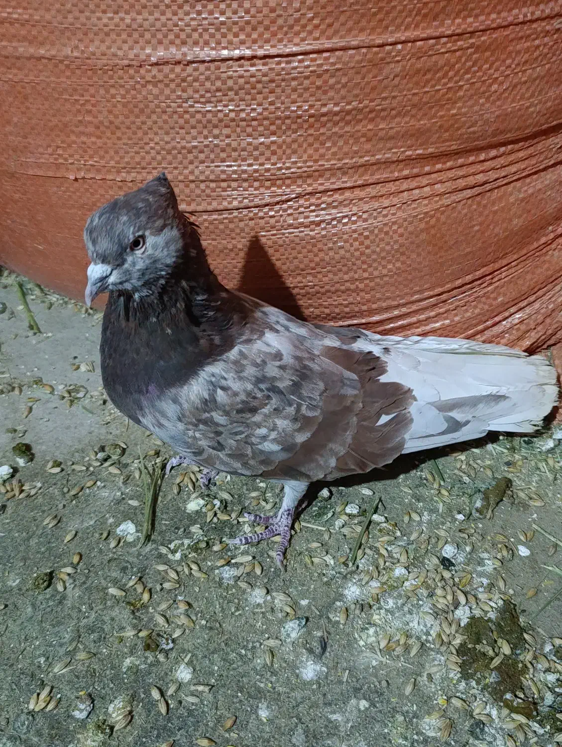 کفتر|پرنده|شیراز, شهرک بهار|دیوار