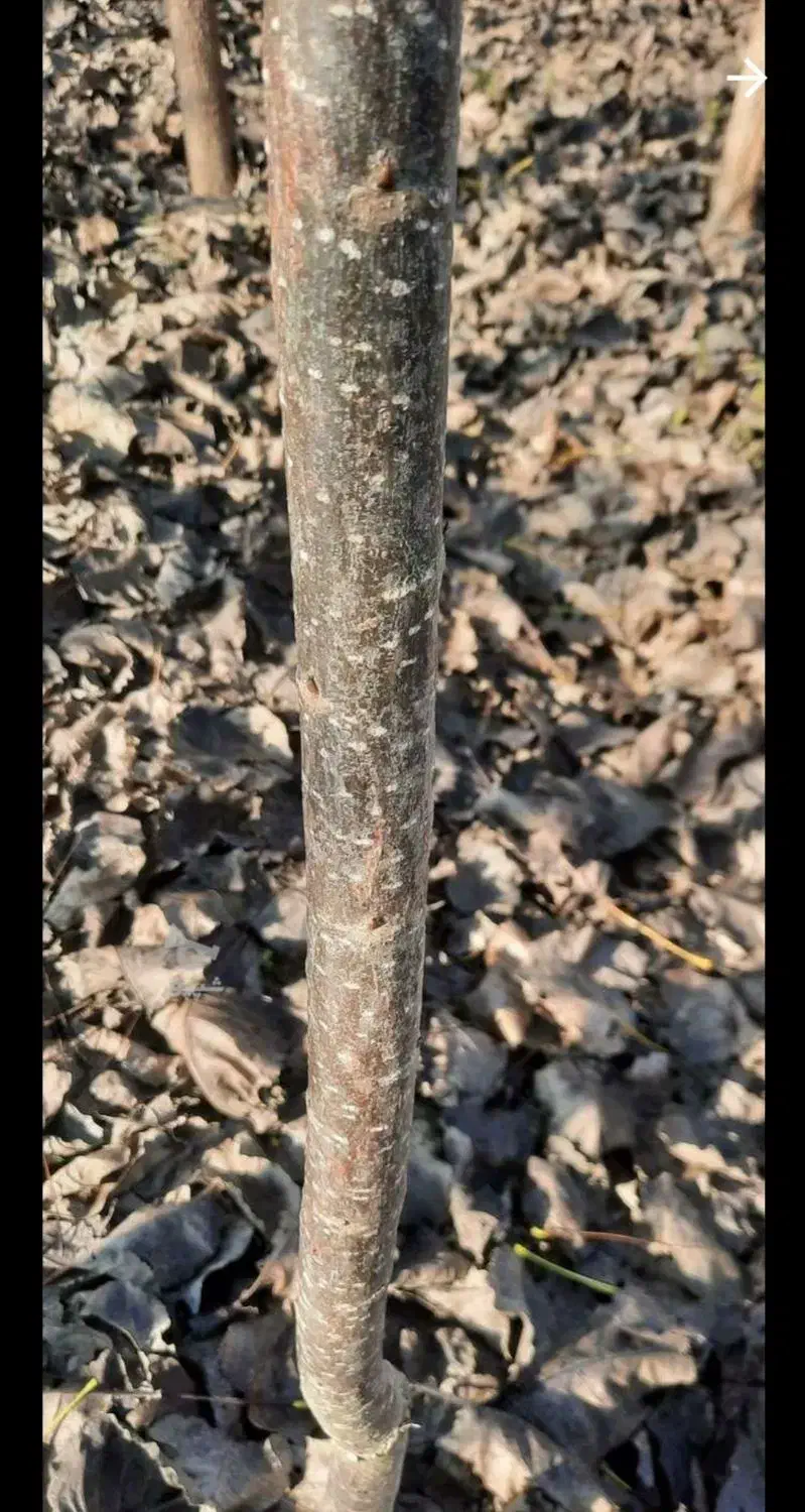 نهال صنوبر|گل و گیاه طبیعی|هادی شهر, |دیوار