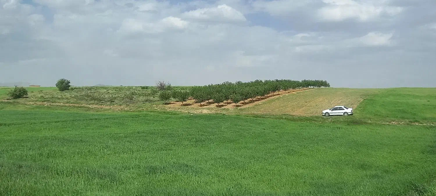 باغ بادام رقم پیوندی پوست کاغذی|فروش دفتر صنعتی، کشاورزی، تجاری|سنقر, |دیوار