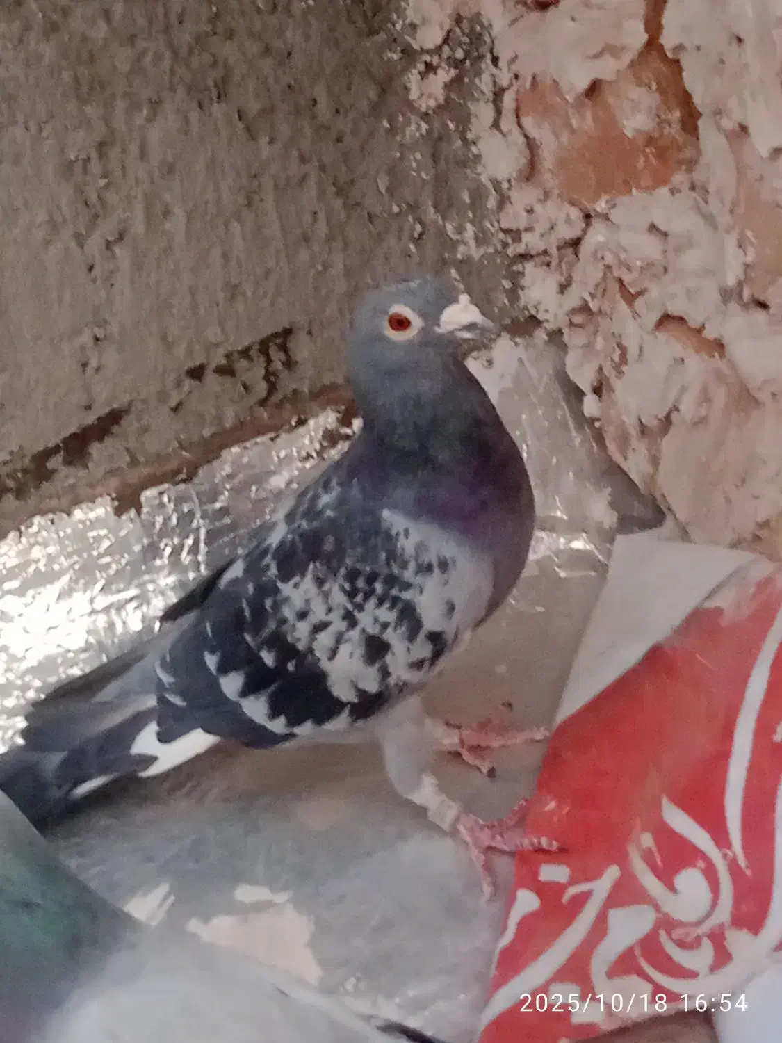 کفتر مسافتی|پرنده|بیرجند, |دیوار