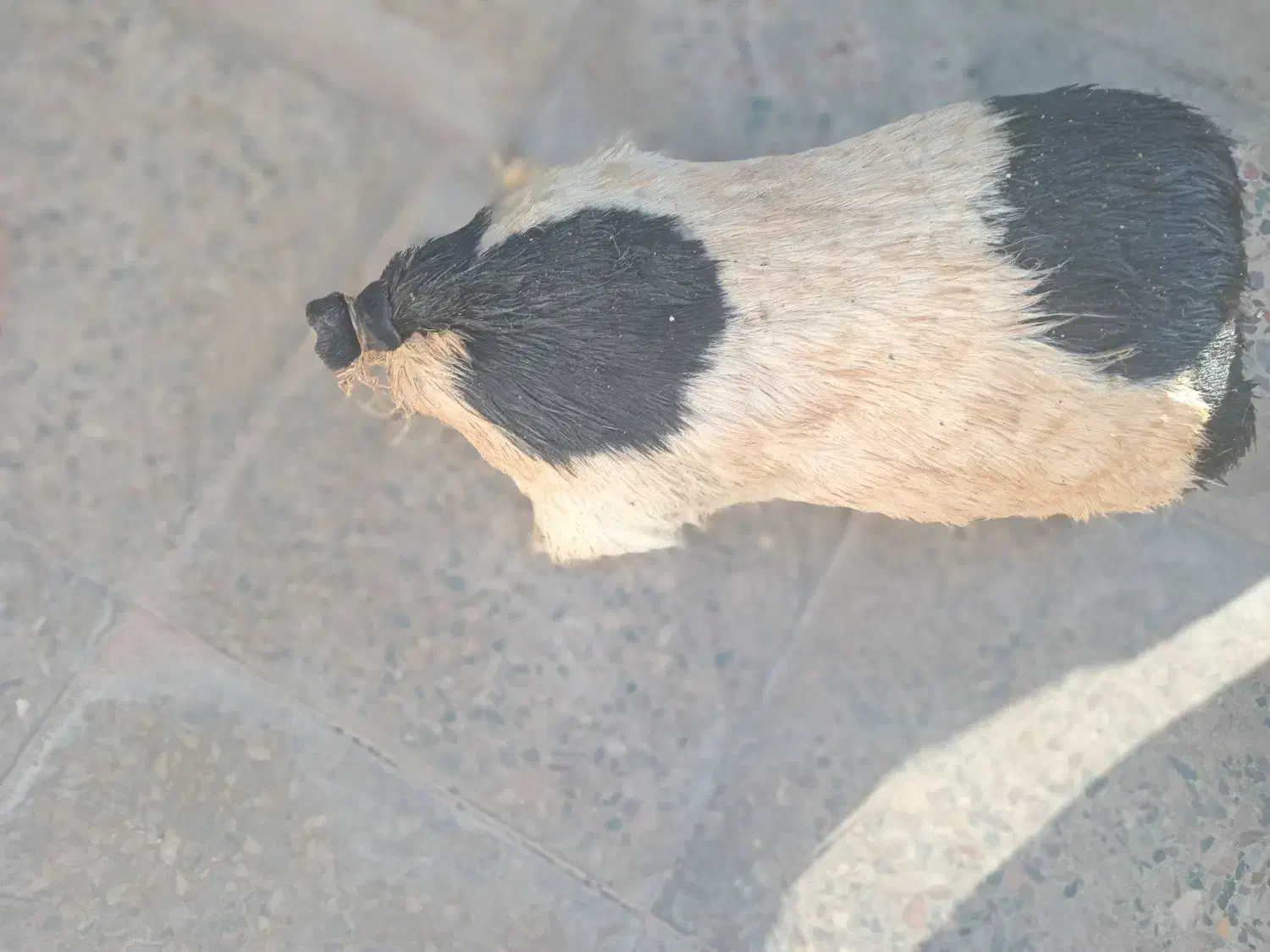 هیزه فروشی|صنایع دستی و سایر لوازم تزئینی|پلدختر, |دیوار