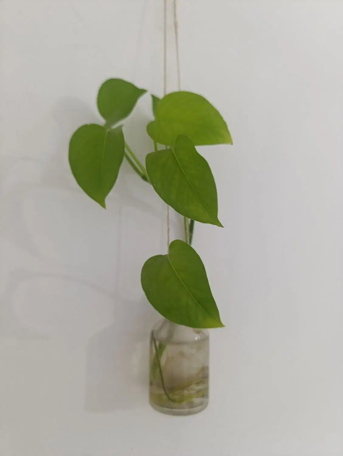 5تا گل با 5تا شیشه|گل و گیاه طبیعی|سبزوار, پیروزی|دیوار