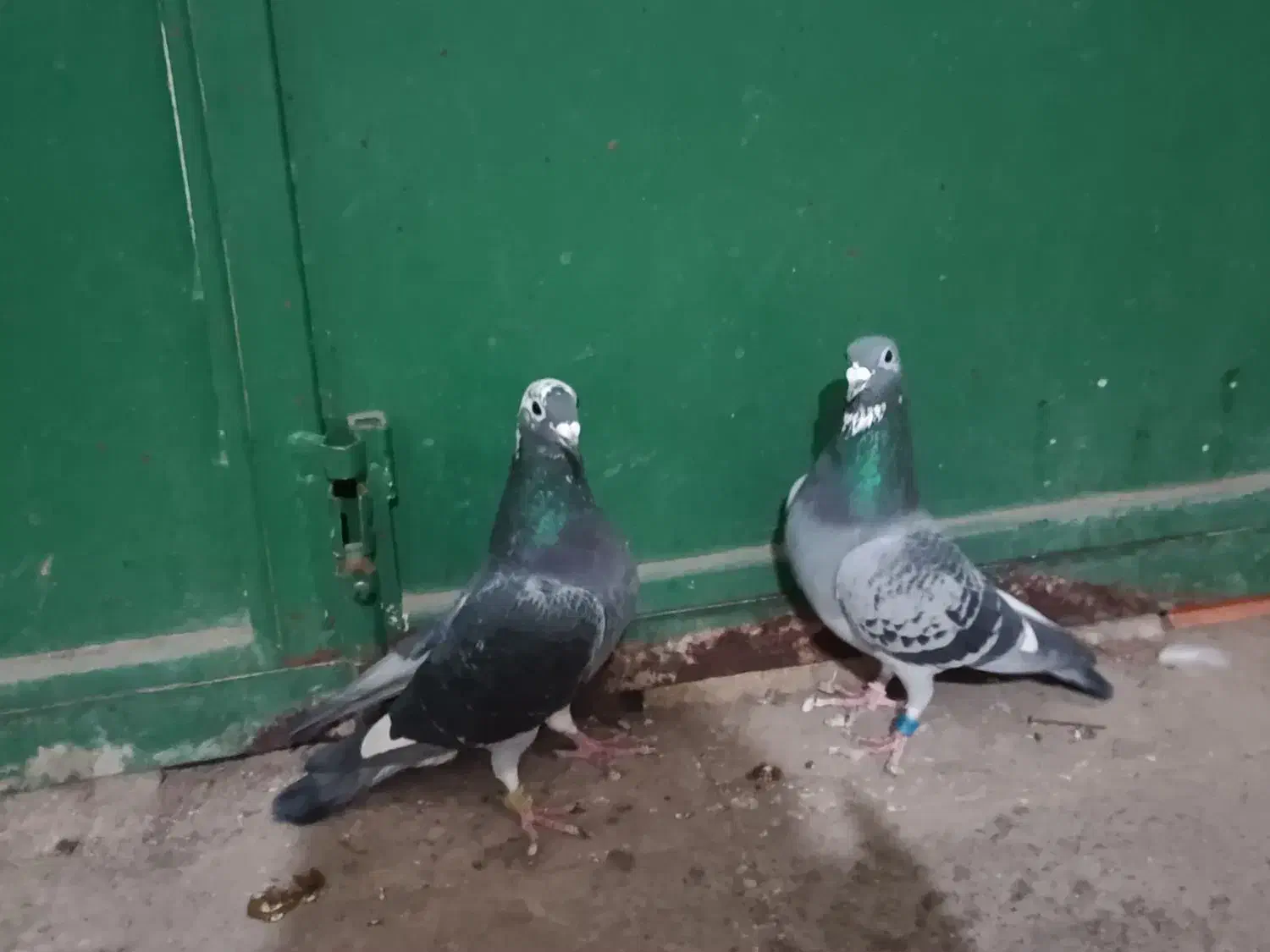 پلاکی|پرنده|نهبندان, |دیوار