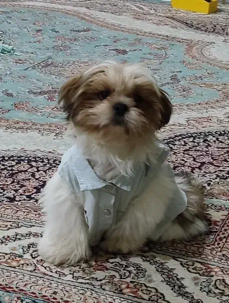 سگ شیتزو|سگ|کرمانشاه, |دیوار