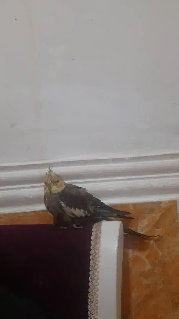 عروس هلندی|حیوانات|برازجان, |دیوار