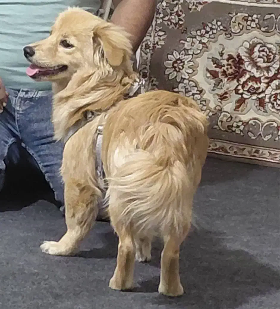 سگ ملوس ۳تومن|سگ|پاکدشت, پاکدشت (مامازند)|دیوار