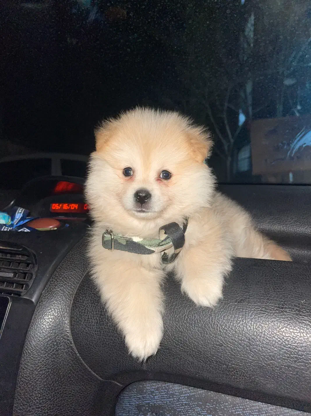 سگ پامر خرسی|سگ|ری, علایین|دیوار