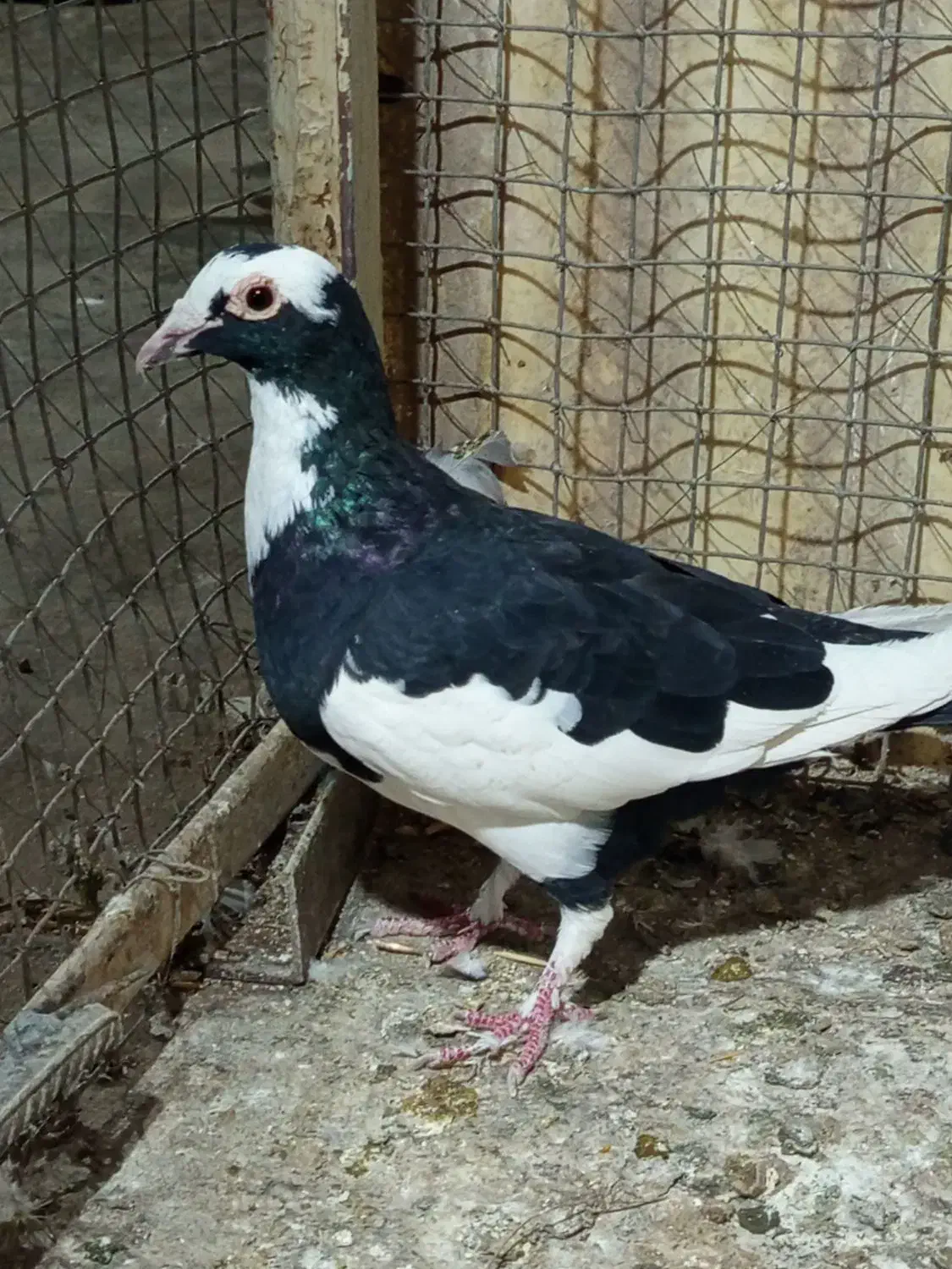 پلنگ|پرنده|نیشابور, کوی یغما|دیوار