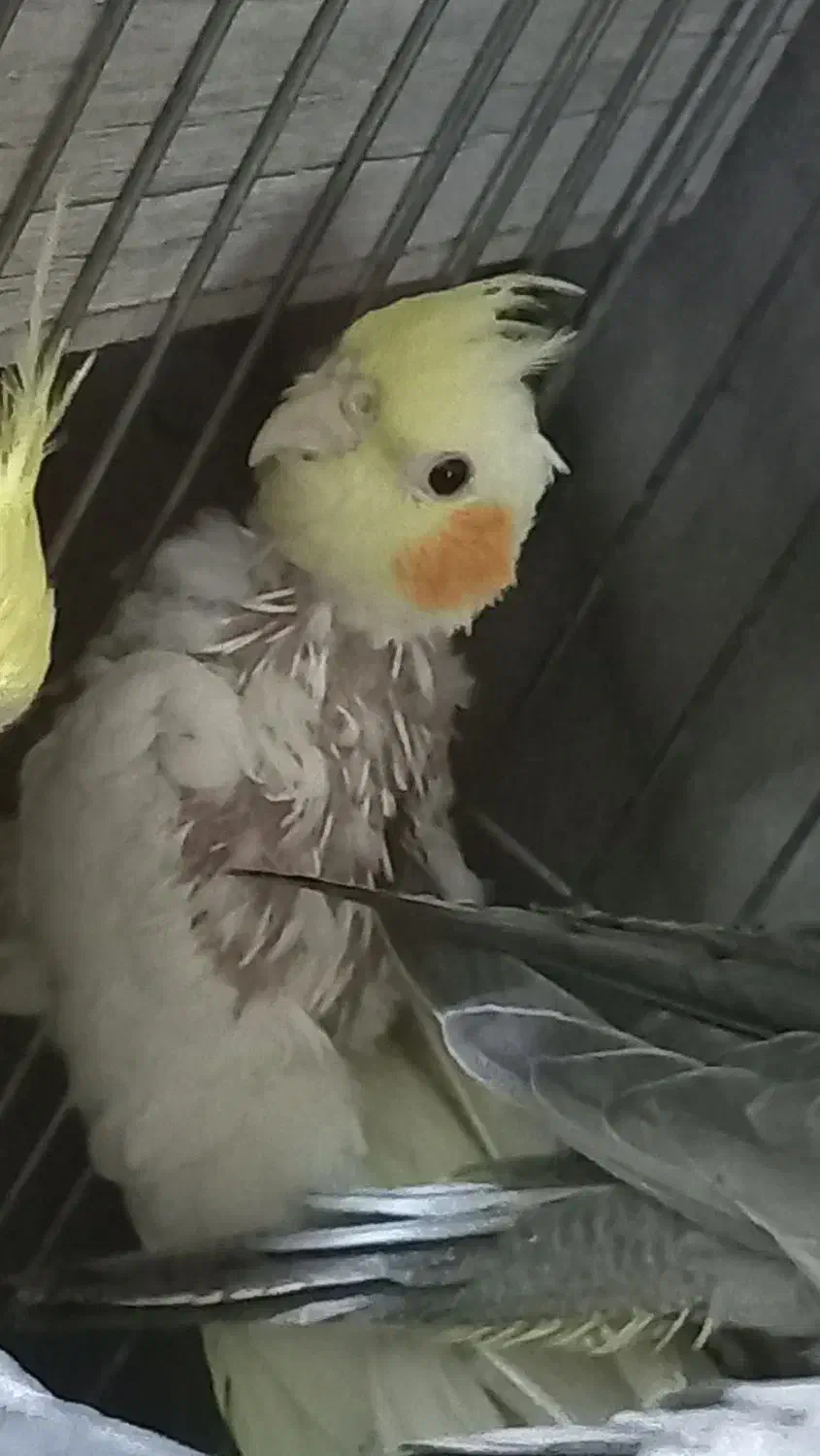 فروش تعدادی عروس هلندی سالم|پرنده|صباشهر, |دیوار