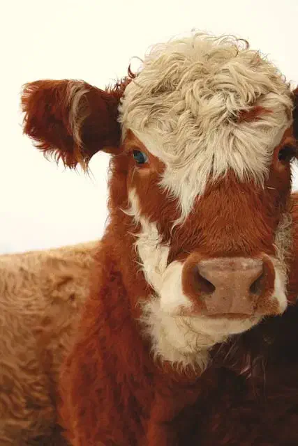 فروش چهارراس تلیسه دم کل صنعتی|حیوانات مزرعه|فرخشهر, |دیوار