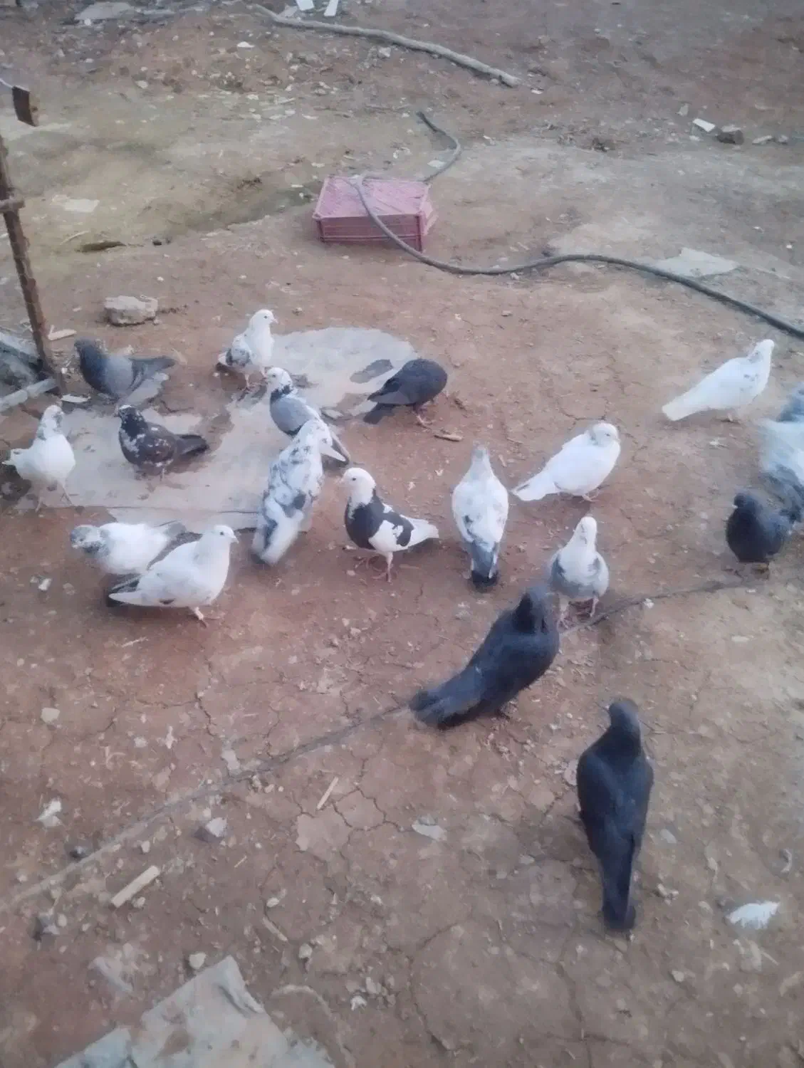 فروش|پرنده|کنگاور, |دیوار