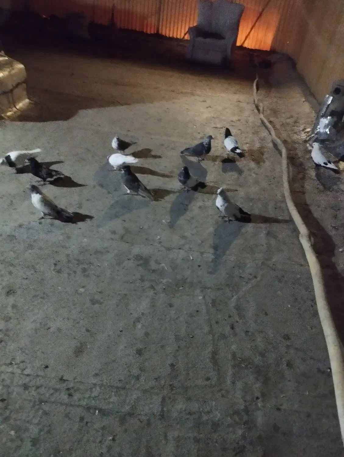 نر گوره ما طوقی دوتا سر ته سیا بقیشونم تهرانی|پرنده|بروجرد, |دیوار