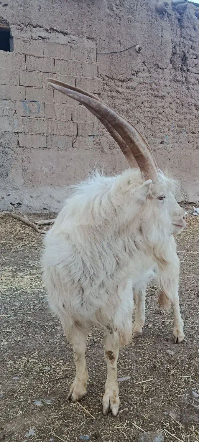 نر بز|حیوانات مزرعه|شاهرود, |دیوار