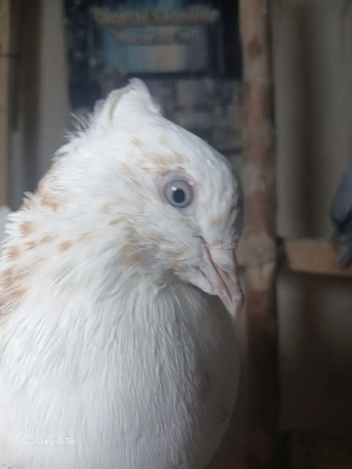 کبوتر شمرونی، ماهرو کاکلی|پرنده|کرج, حصارک بالا|دیوار