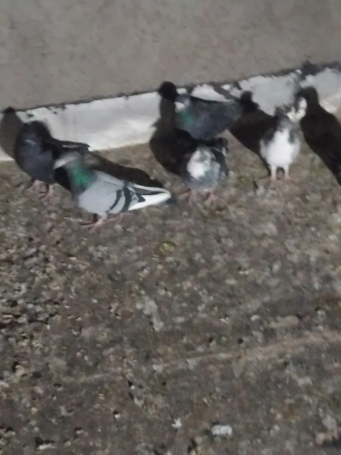 پنج عدد کبوتر پرشی|پرنده|اقبالیه, |دیوار