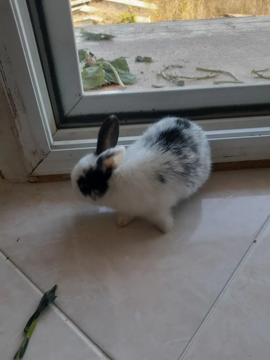 ۵ تا خر گوش|موش و خرگوش|چالوس, |دیوار