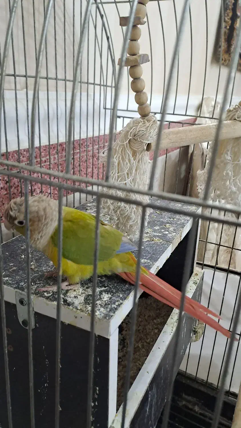 یک جفت طوطی گریچنگ|پرنده|پاکدشت, پاکدشت (مامازند)|دیوار