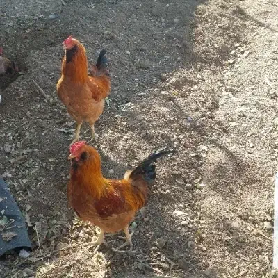 خروس|حیوانات مزرعه|جوانرود, |دیوار